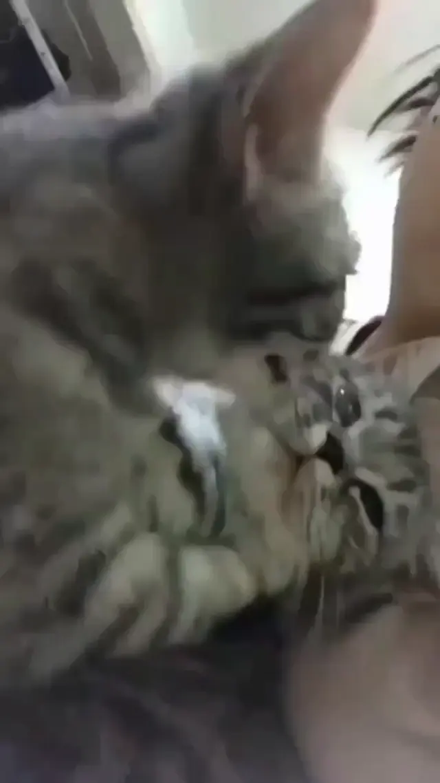 Кот вылизывает другого кота, пока тот в шоке