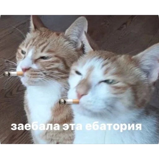 Заебала эта ебатория