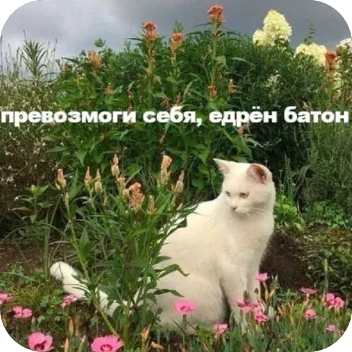 Кот сидит неподвижно в траве — белый кот
