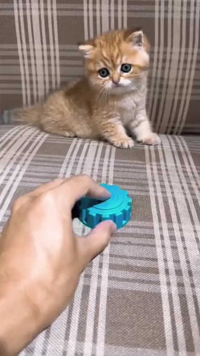 Котёнок в образе арабского шейха