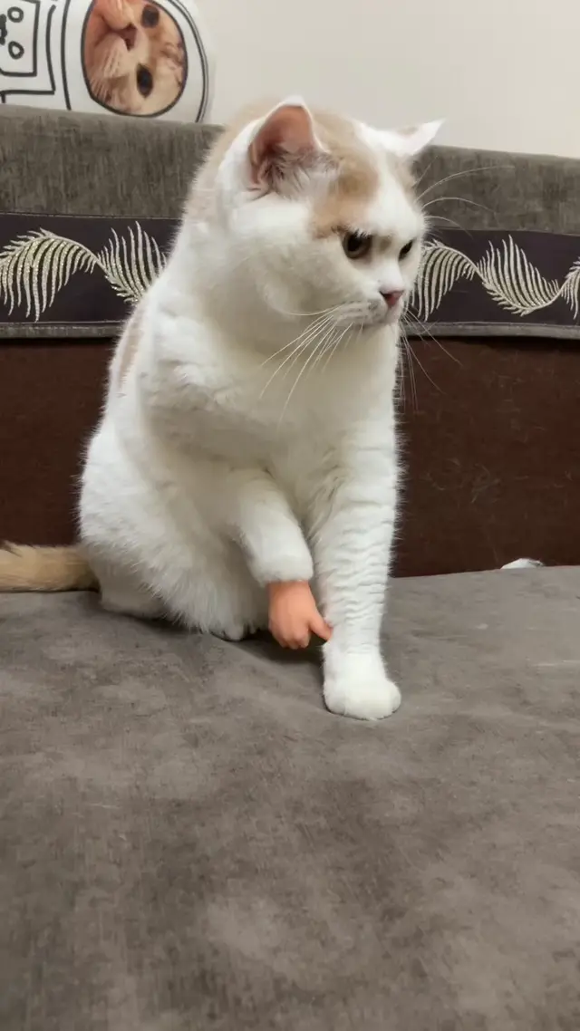 Кот показывает палец вверх
