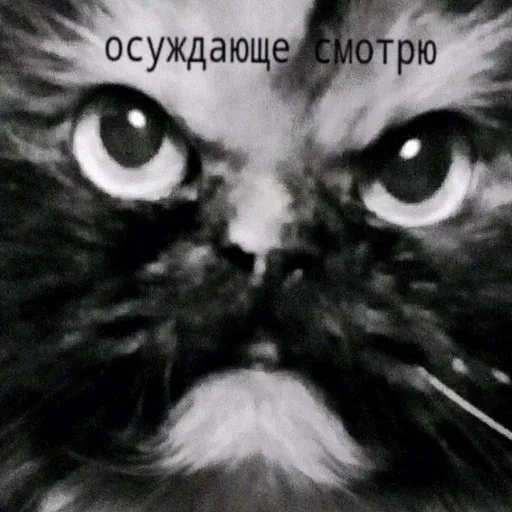 Статичное изображение морды кота. — кот