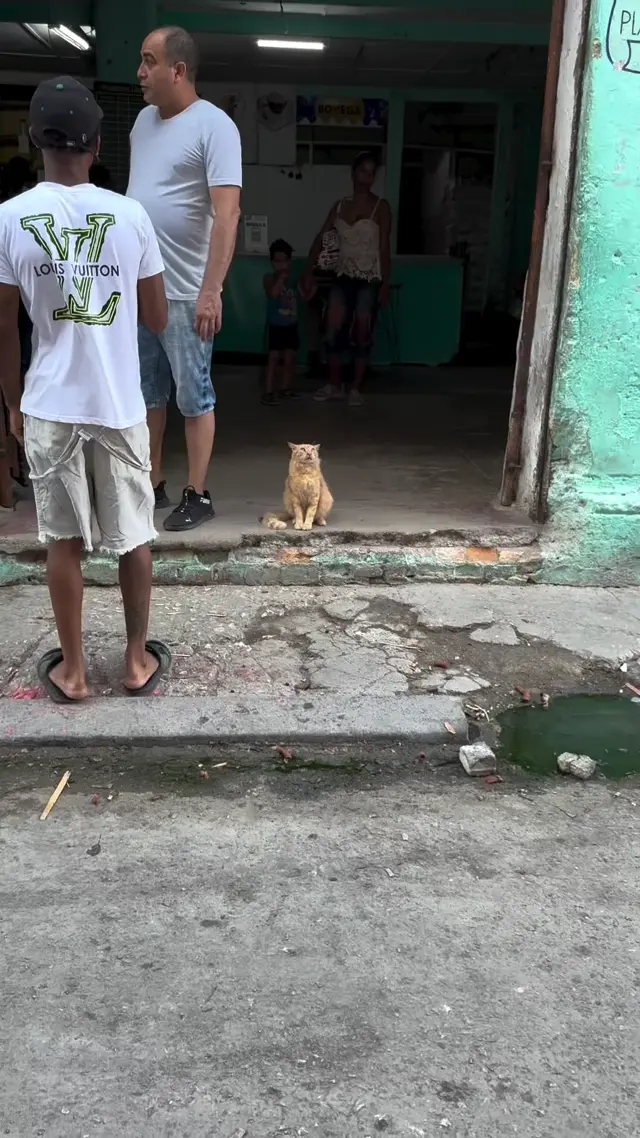 Рыжий кот под наркотиками