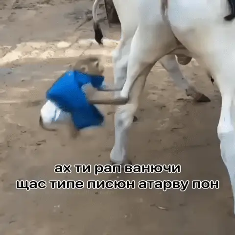 Маленький ребёнок в синей футболке неуклюже кувыркается и ползает по земле между задних ног белой коровы — малыш в синей футболке