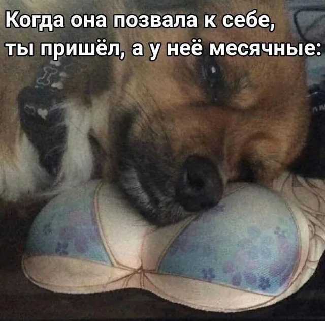 Собака спит или отдыхает, используя бюстгальтер как подушку. — собака