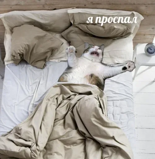 Кот лежит на спине в позе «звезды» посреди кровати, имитируя человека, который в ужасе осознал, что проспал. — кот