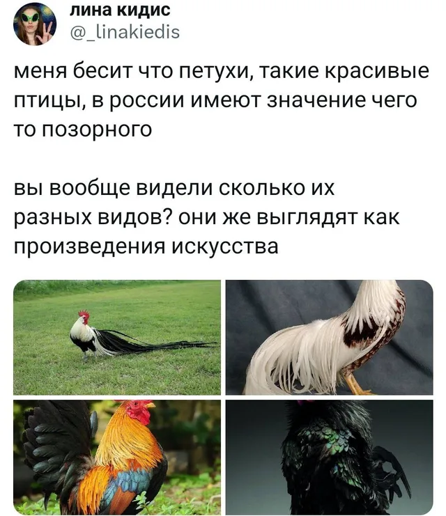 Статичное изображение, состоящее из текста твита и коллажа из четырех фотографий петухов. — автор поста