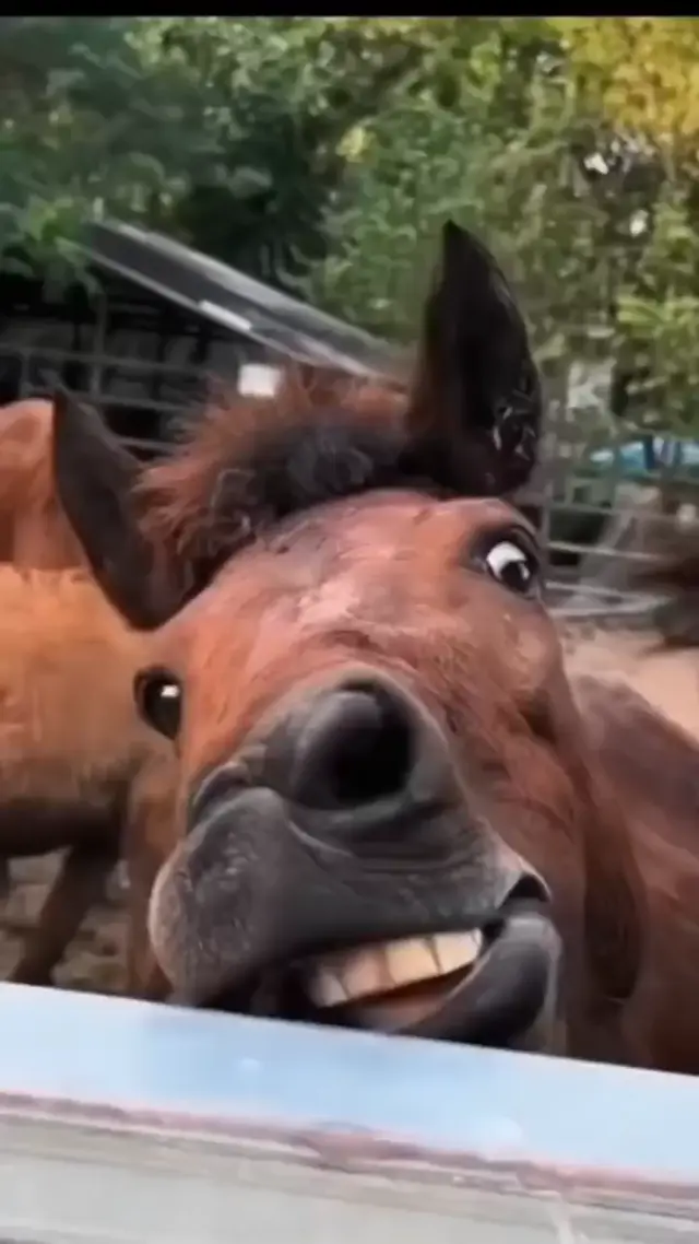 Безумная улыбка коня