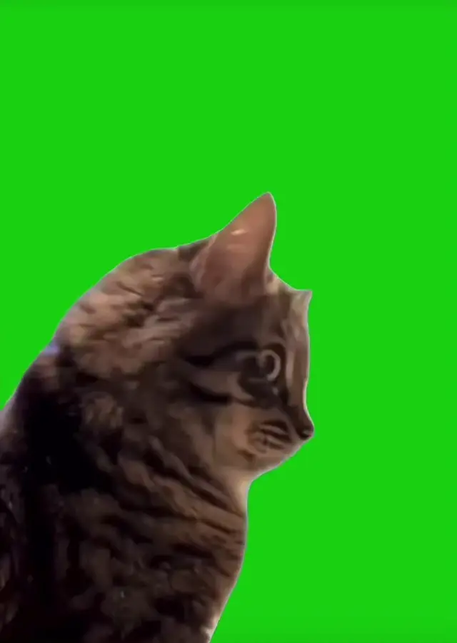 Удивленный кот смотрит в камеру