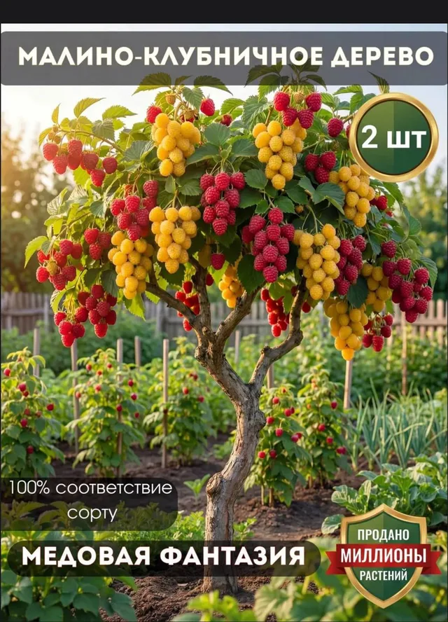 Малино-клубничное дерево Медовая фантазия