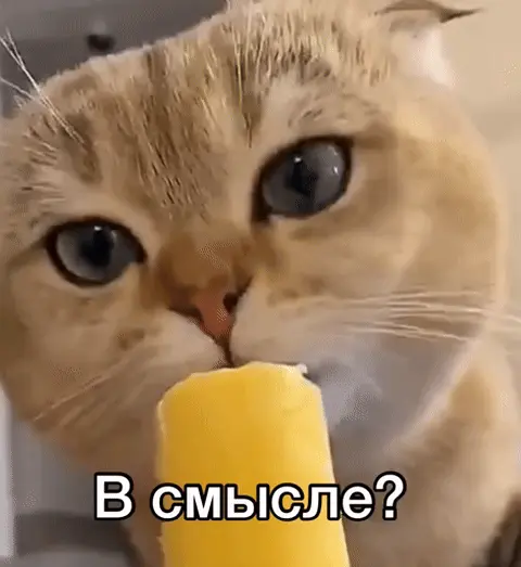 Кот с мороженым и надписью «В смысле?»