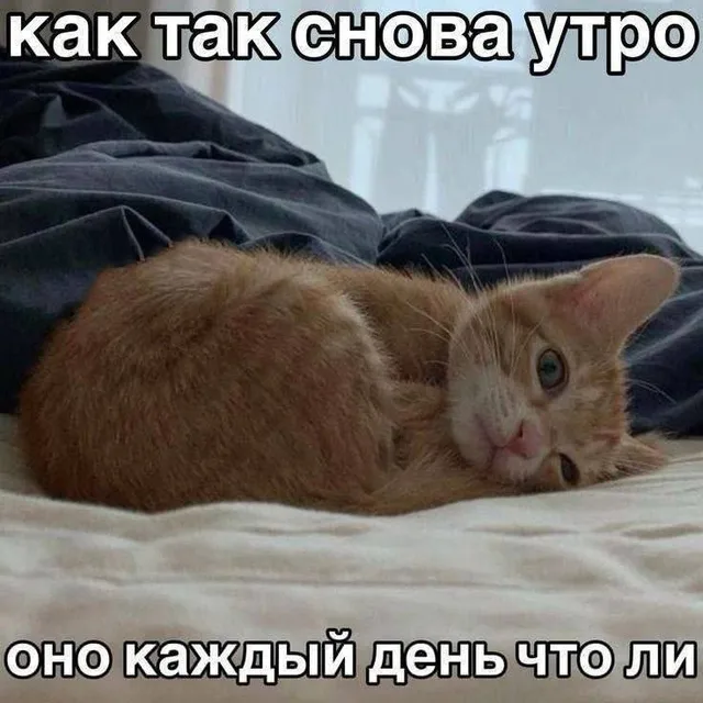 Как так снова утро, оно каждый день что ли