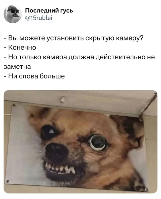 Скрытая камера в глазу собаки