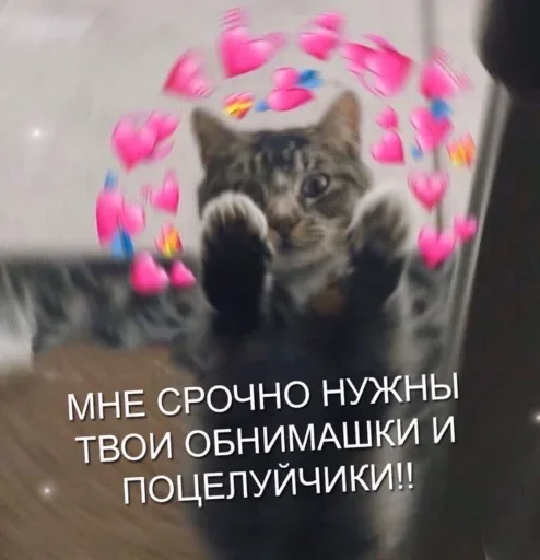 Кот стоит на задних лапах, упираясь передними в стекло, имитируя попытку дотянуться до того, кто находится по ту сторону. — кот