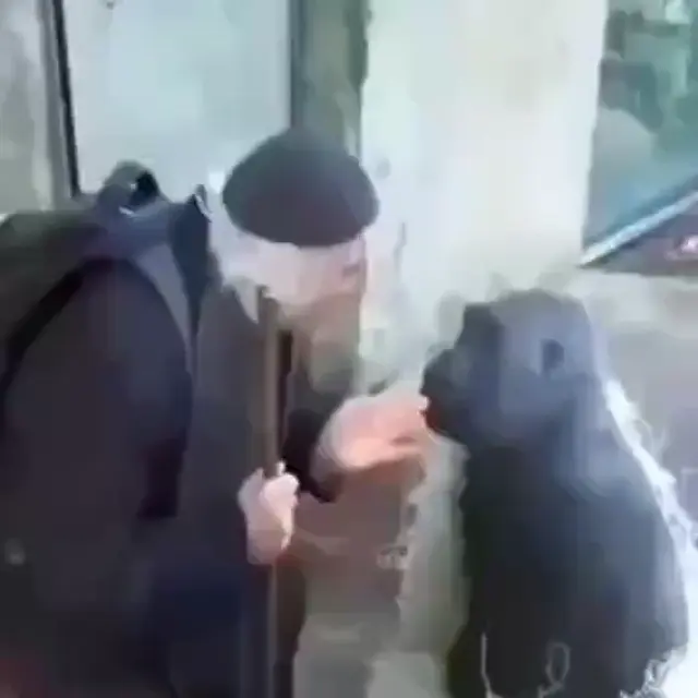 Когда пытаешься подружиться с гориллой