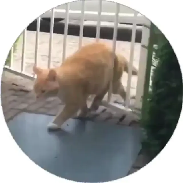 Кот застрял в заборе