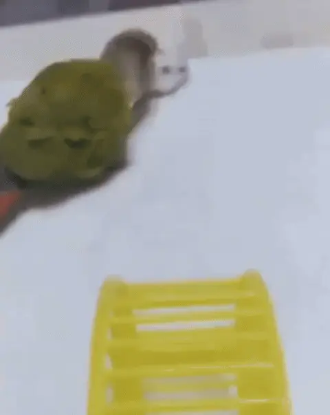 Хомяк падает с лестницы