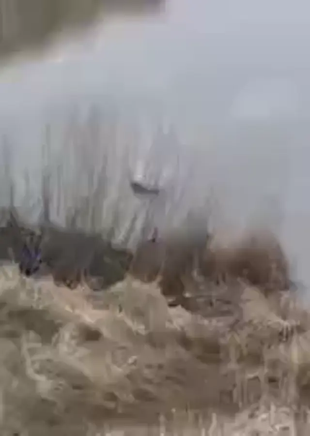 Ебать он здоровый, бобер!
