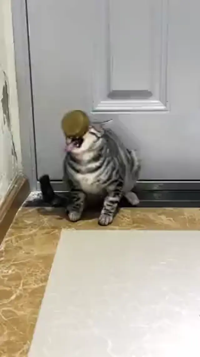 Кот застрял в миске