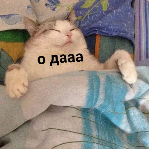 Кот неподвижно лежит в постели с закрытыми глазами. — кот