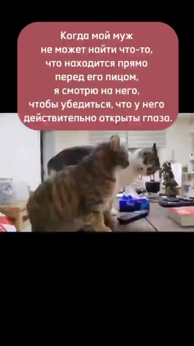 Кот заглядывает в глаза другому коту