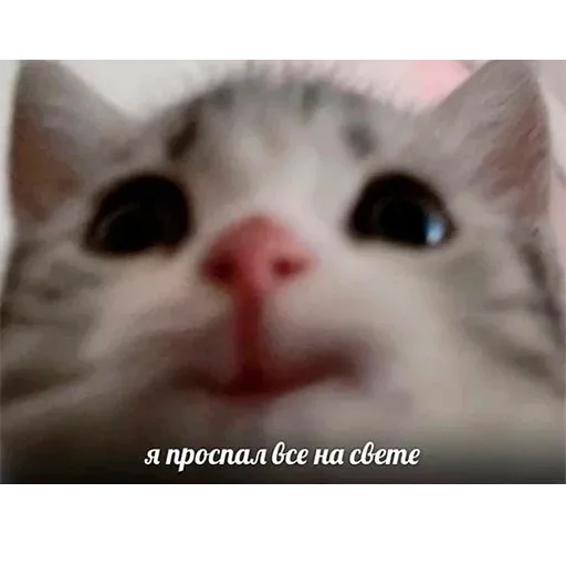 Крупный план морды кота, который смотрит в камеру с растерянным или сонным выражением — Пушистый кот с большими глазами