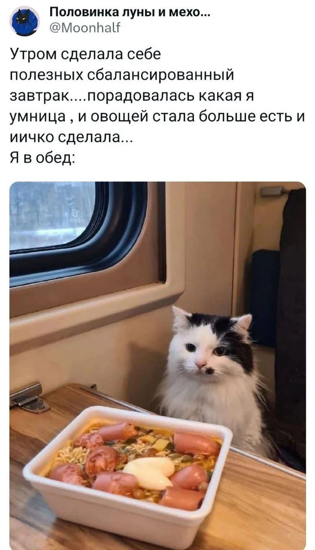 Кот сидит за столиком в поезде и смотрит на контейнер с лапшой, сосисками и яйцом. — Пушистый черно-белый кот
