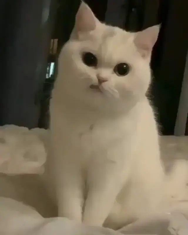 Подмигивающий белый кот