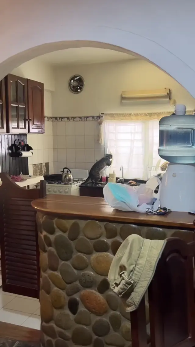 Кот-сплетник палит соседей