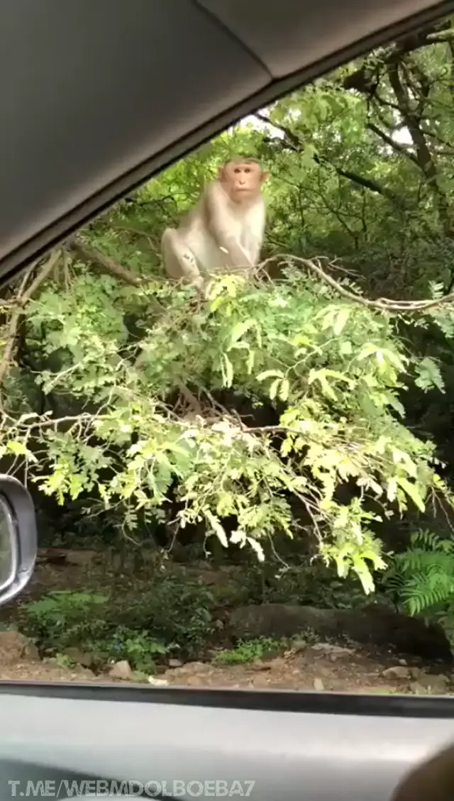 Обезьяна падает с ветки за яблоком