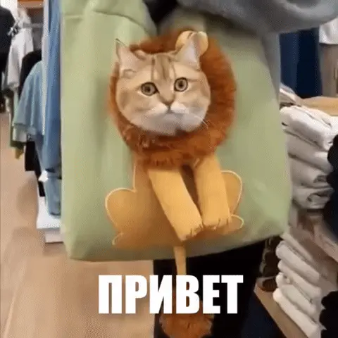 Кот в костюме льва говорит Привет