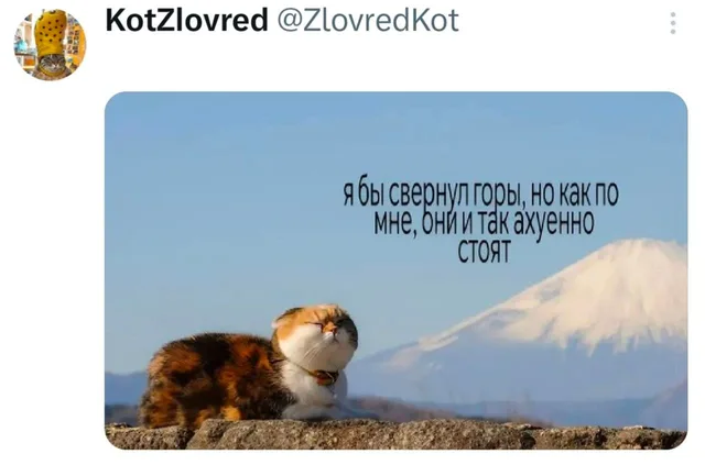 Довольный кот щурится на солнце на фоне заснеженной горы Фудзияма — пушистый трехцветный кот