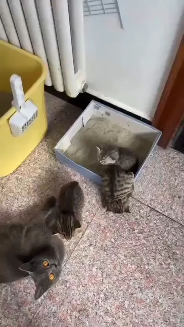Котёнок уснул в максимально странной позе