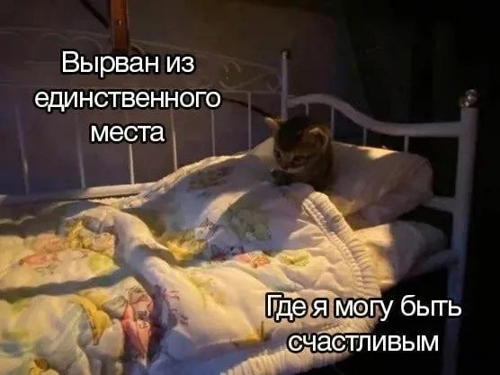 Котенок лежит в кровати, имитируя человека, который пытается уснуть или спрятаться от реальности. — котенок