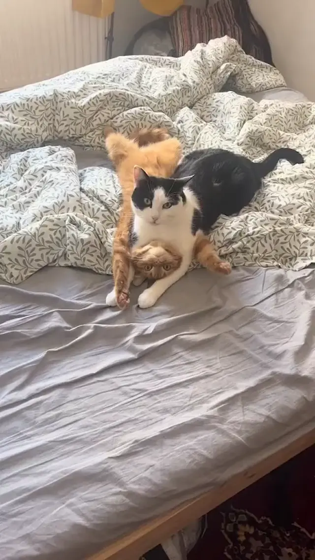 Кот держит другого кота в заложниках