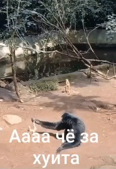 Аааа чё за хуита