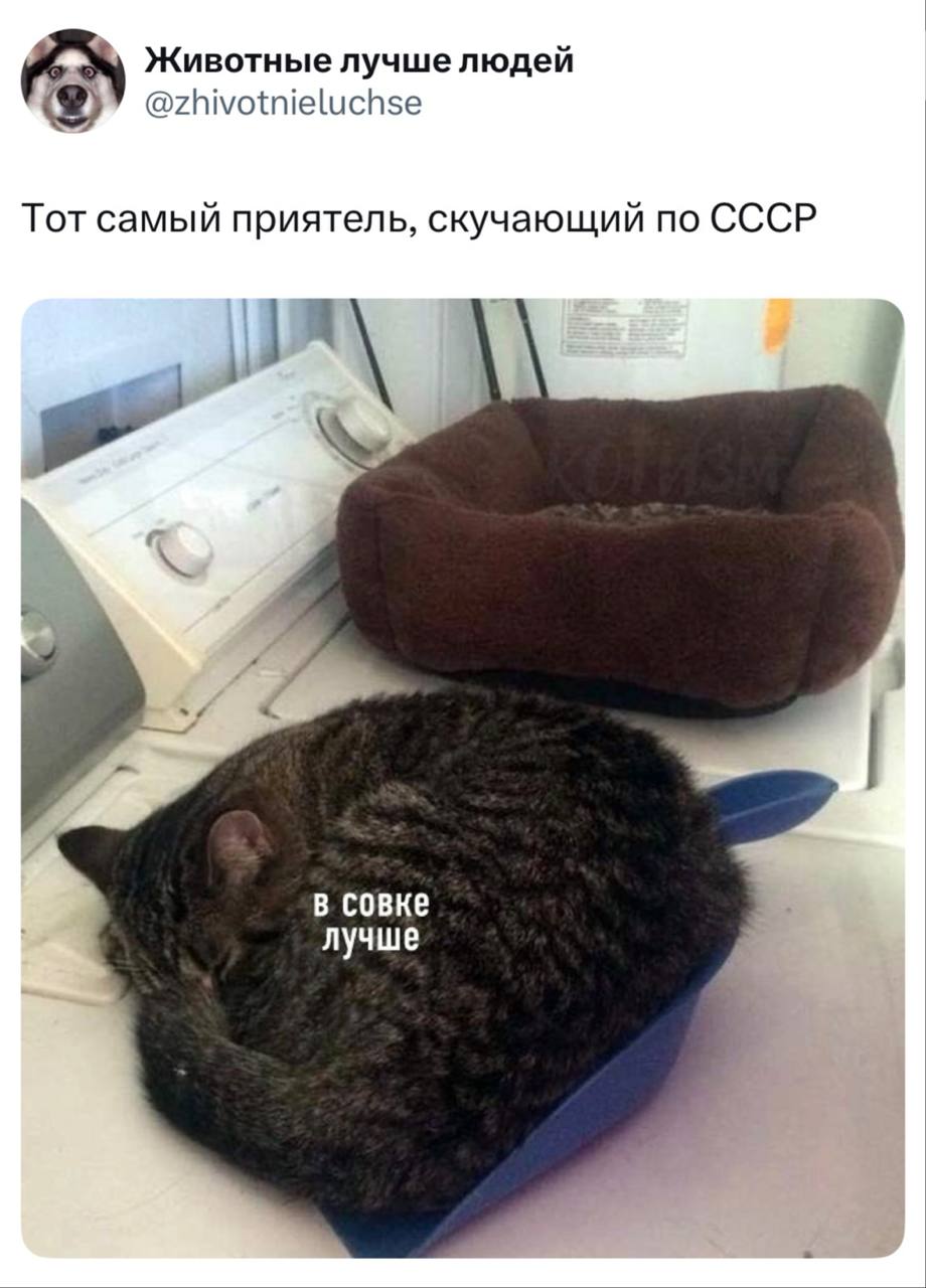 Кот спит в совке: в совке лучше