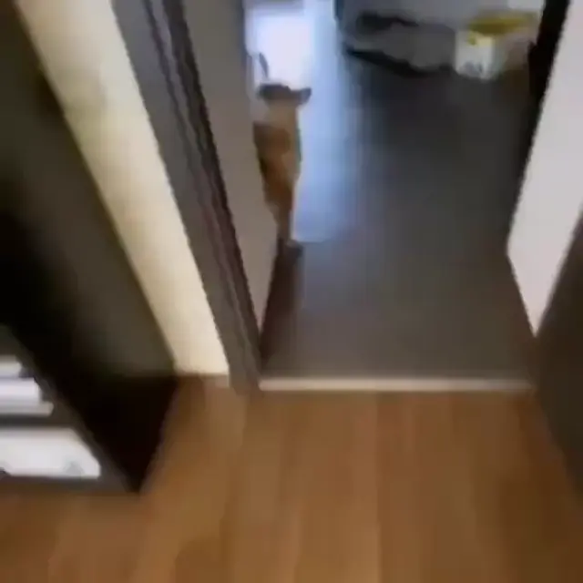 Собака слушает странную музыку в наушниках