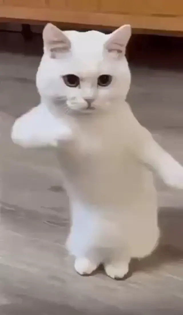 Этот белый котик танцует лучше всех