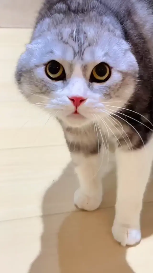 Мяукающий кот с большими глазами