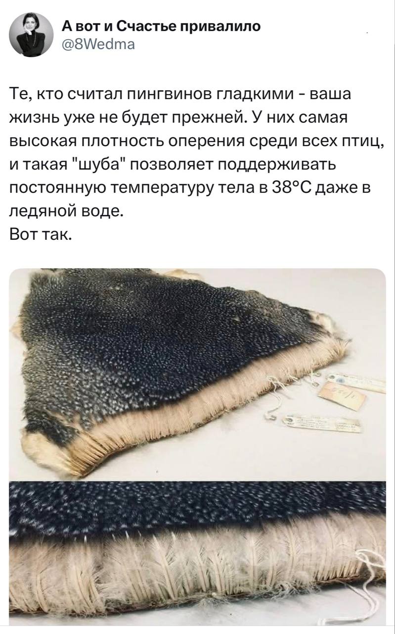 Пингвины не гладкие