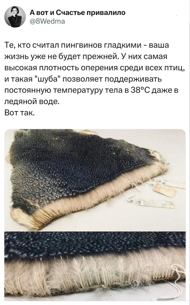 Пингвины не гладкие