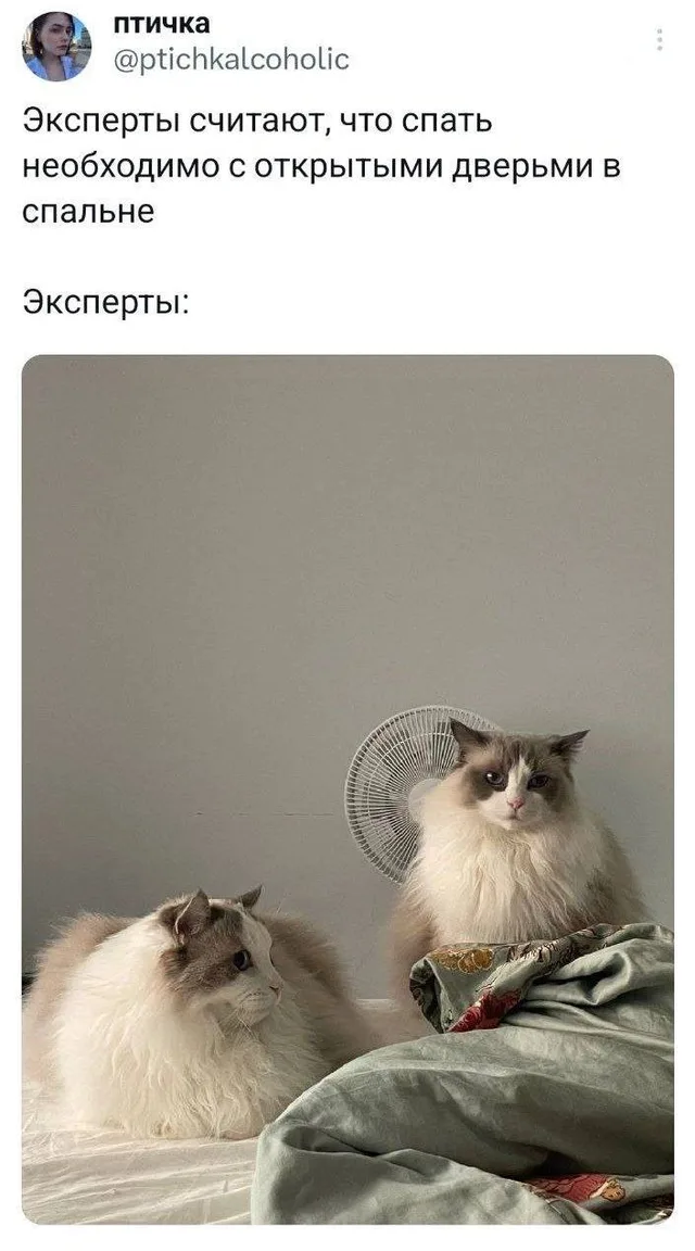 Два кота сидят неподвижно на кровати, один из них слегка повернут в сторону вентилятора. — два пушистых кота