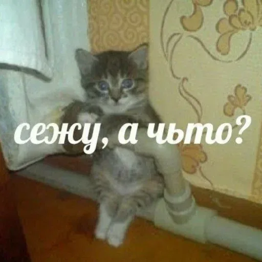 Котенок неподвижно сидит, держась за трубу. — маленький полосатый котенок