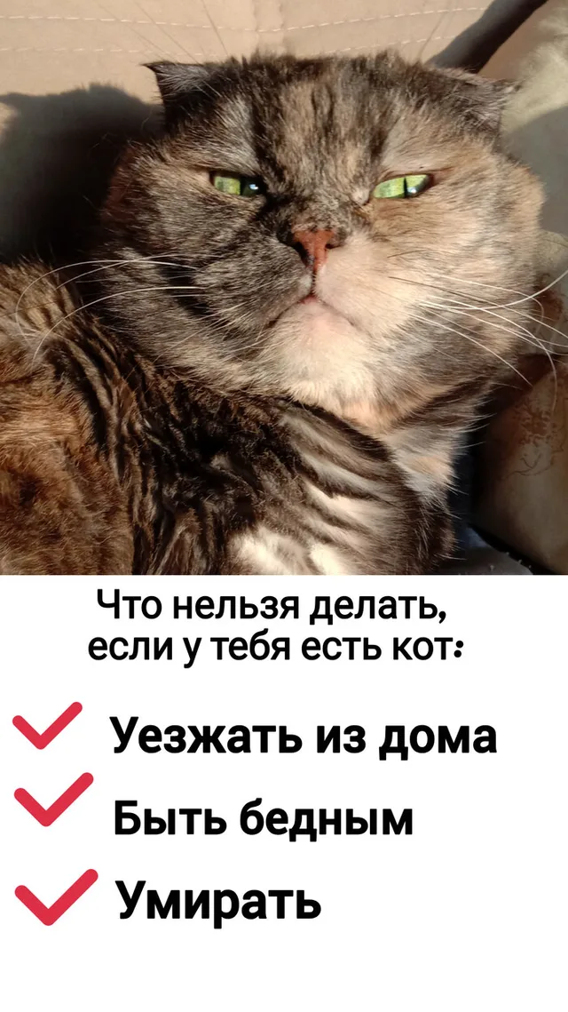 Статичное изображение, текст наложен поверх фона. — кот с прищуренным взглядом