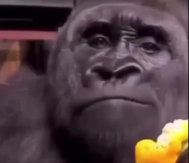 Обезьяна удивляется