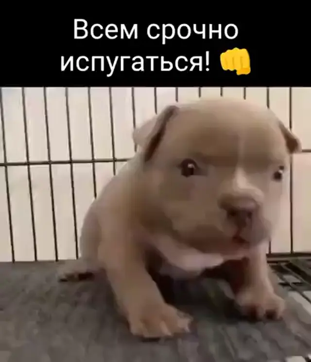 Всем срочно испугаться этого малыша