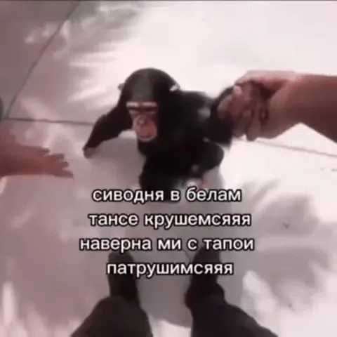 Обезьяна кружится в танце