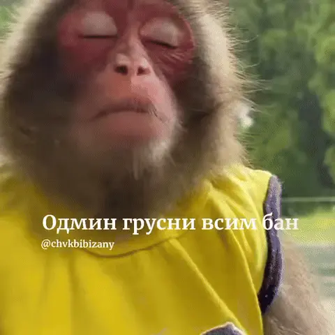 Обезьяна смотрит в камеру с грустным и безразличным выражением лица, затем кадр резко меняется на вид желтого пластикового ящика
