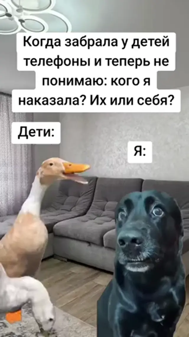 Изображение утки и собаки статично, наложено на фон комнаты с диваном. — черная собака